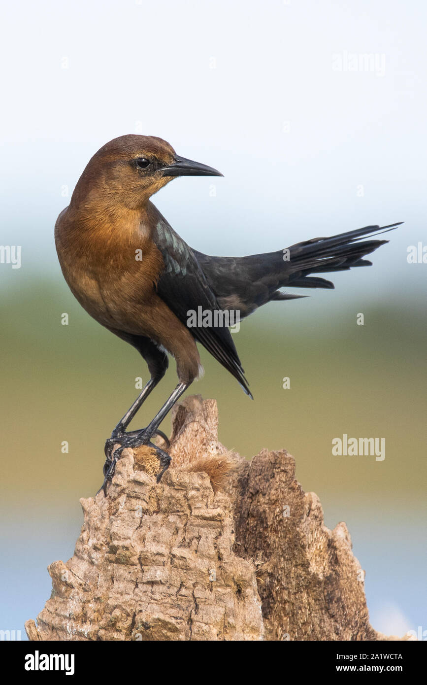 Ein Boot-tailed grackle gehockt Stockfoto
