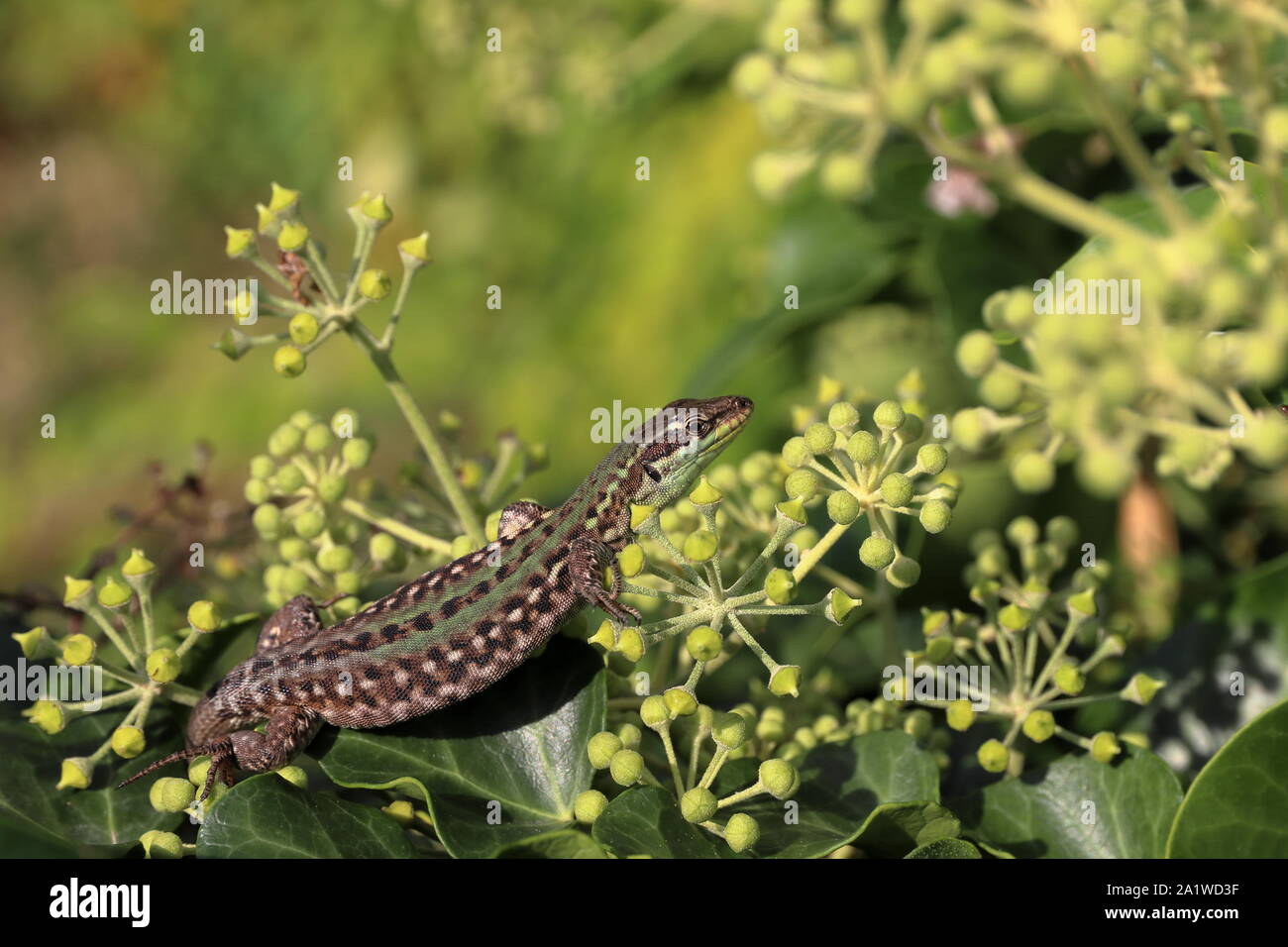 grün-braune Eidechse Warm sich auf Sonne Stockfoto