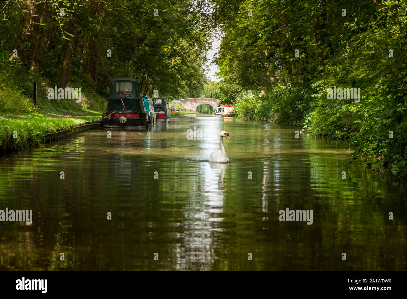 Ein Schwan auf dem Shropshire Union Canal in England, mit einem schmalen Boot oder Schiff, im Hintergrund. Stockfoto