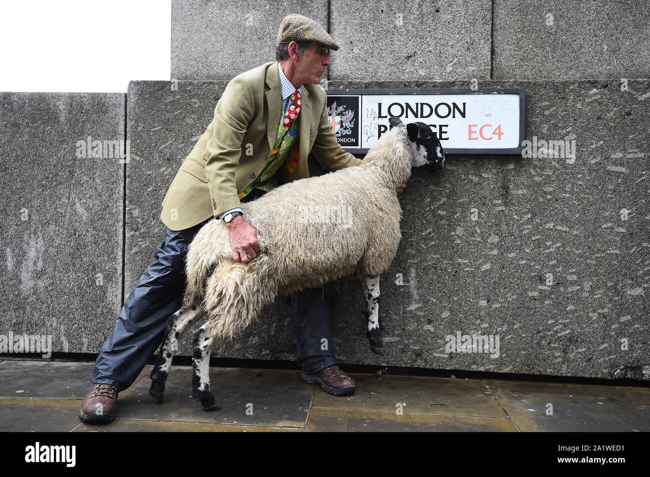 Ein Schaf auf die London Bridge als Ehrenbürgern der Stadt London ihre historische Berechtigung Schafe über die Brücke zu fahren. Stockfoto