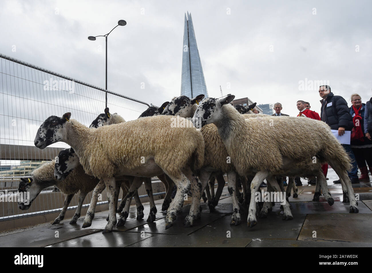 600 Ehrenbürgern der Stadt London nehmen die historische Berechtigung des Fahrens Schafe über London Bridge. Stockfoto