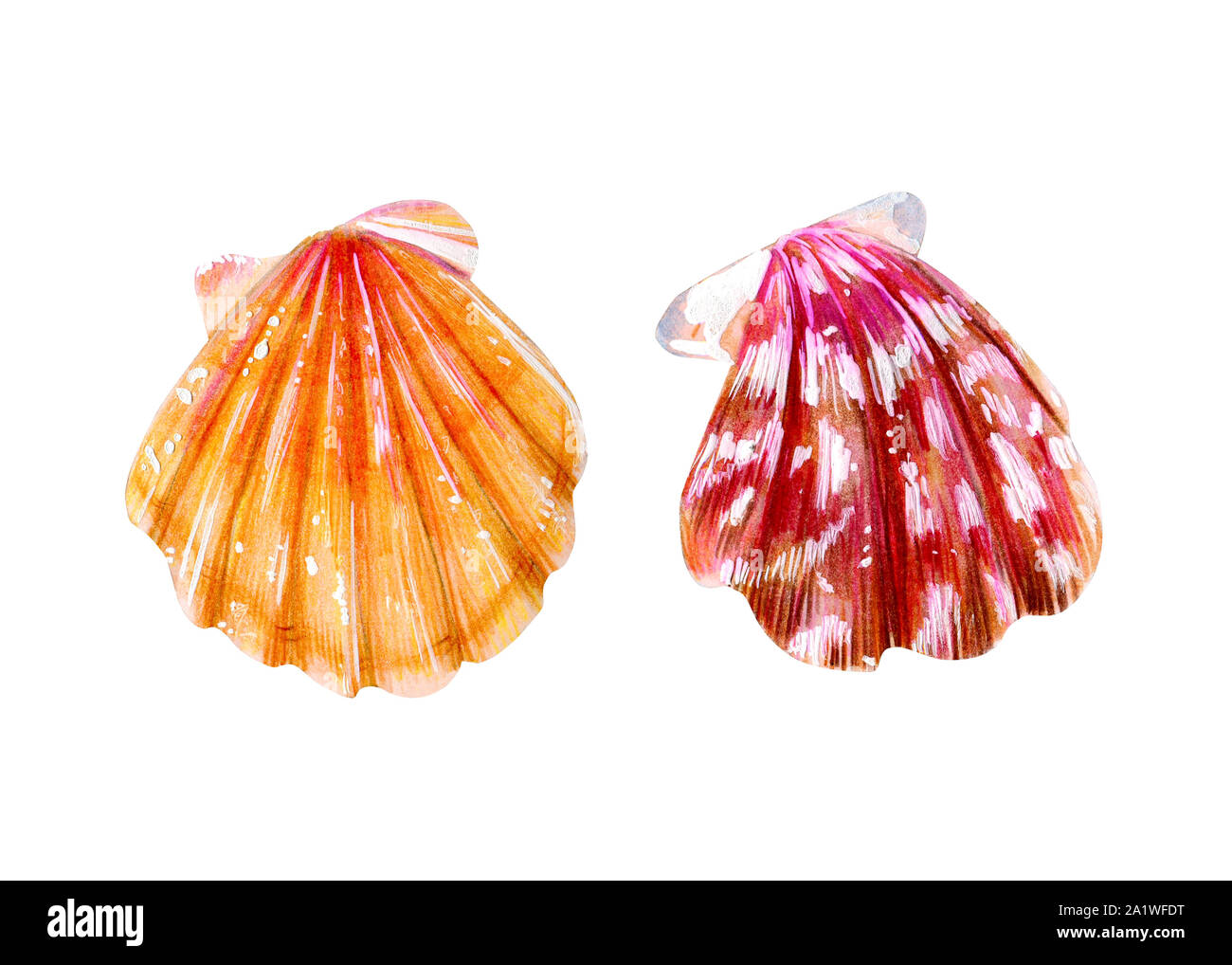Satz von zwei isolierten Jakobsmuscheln. Rosa Perlmutt und gelbe Muschel Kammmuscheln. Die Natur der Welt, Ozean. Unterwasser Bewohner. Sommer Saison. Hand Stockfoto