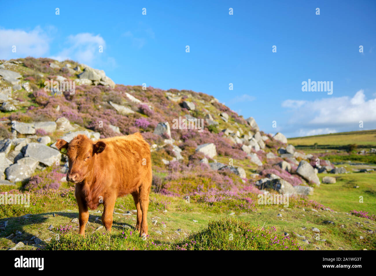 Devon Red Cow, Haytor, Dartmoor, Devon Stockfoto