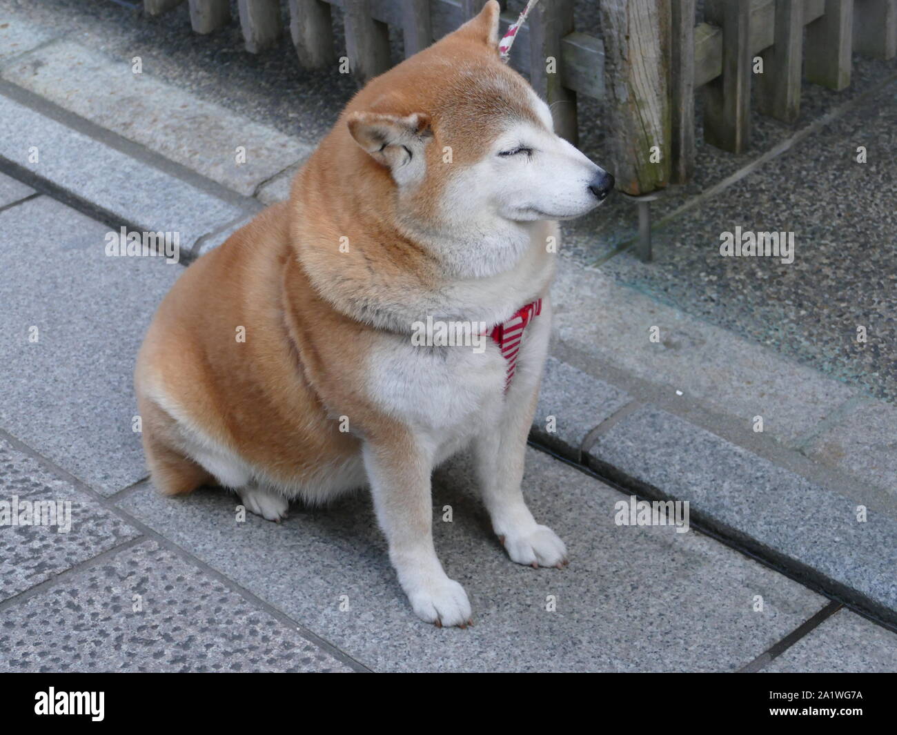 Japanische Shiba Inu Hund Stockfoto