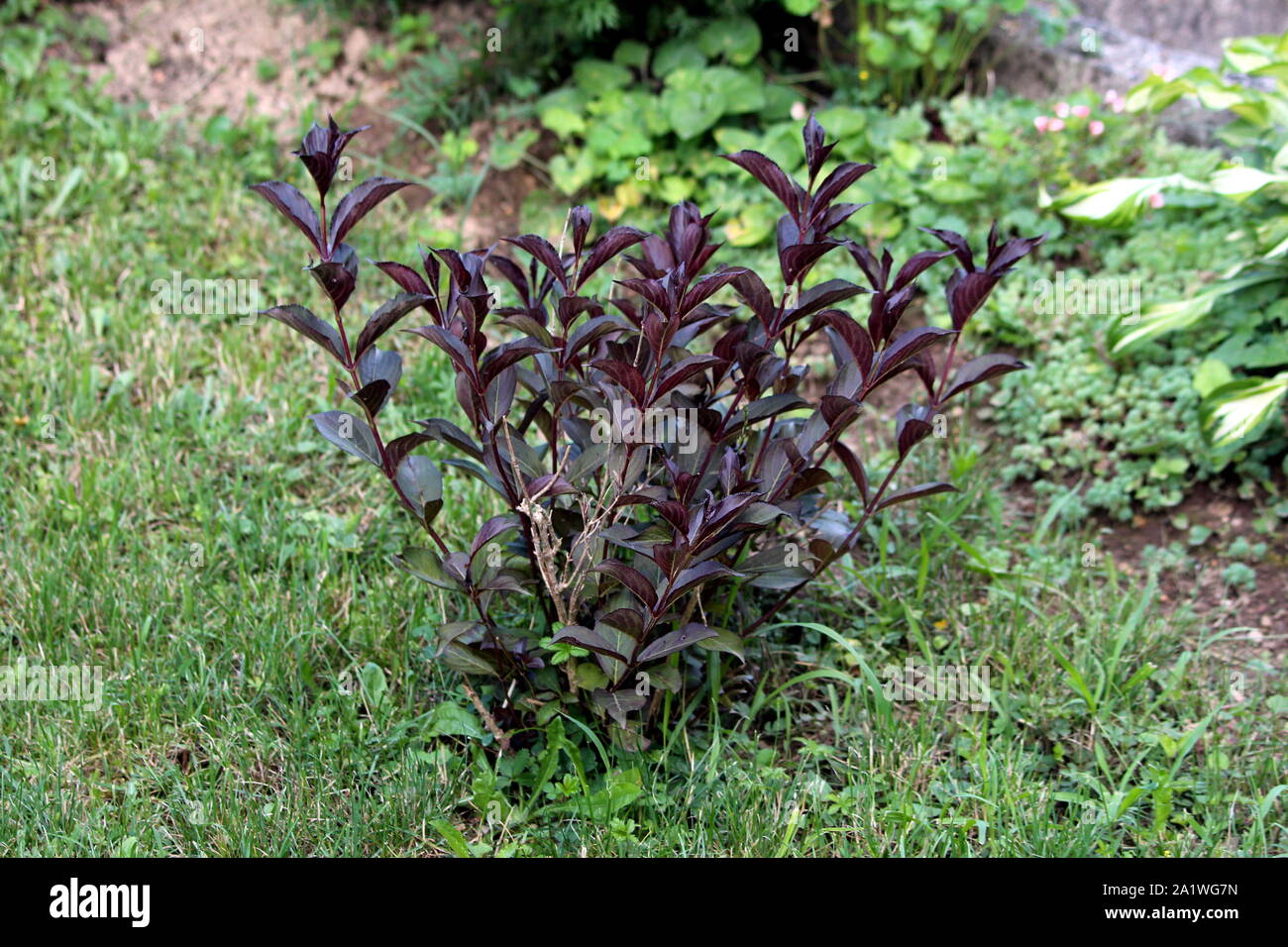 Weigela Sommergrune Strauch Pflanze Mit Dunklen Eiformig Langlich Mit Einem Zugespitzten Spitze Und Gezackten Rand Blatter In Lokalen Stadtischen Garten Gepflanzt Stockfotografie Alamy