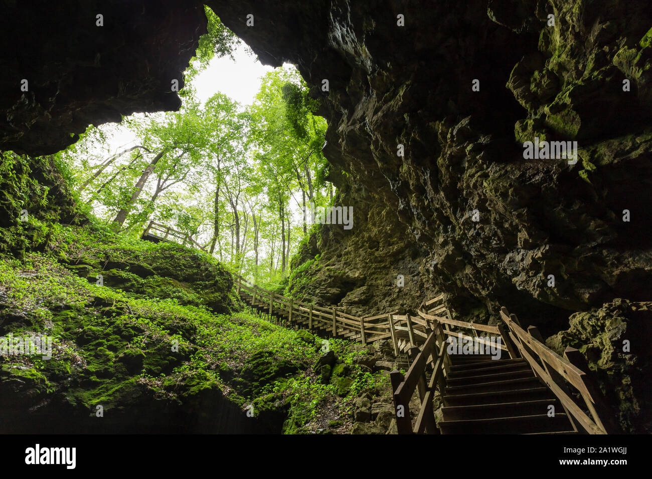 Treppen, die aus einer Höhle im Wald Stockfoto