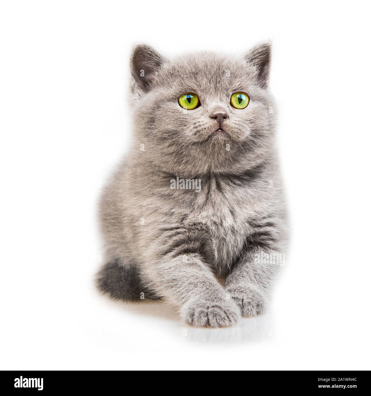 Schottische Katze auf weißem Hintergrund Stockfoto