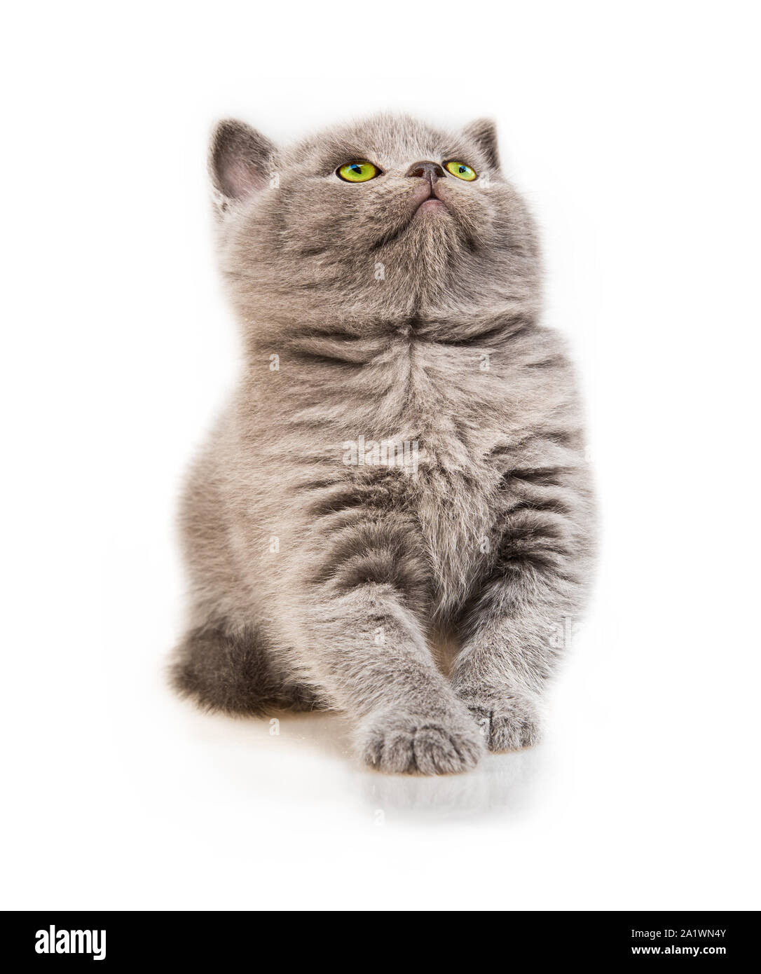 Schottische Katze auf weißem Hintergrund Stockfoto