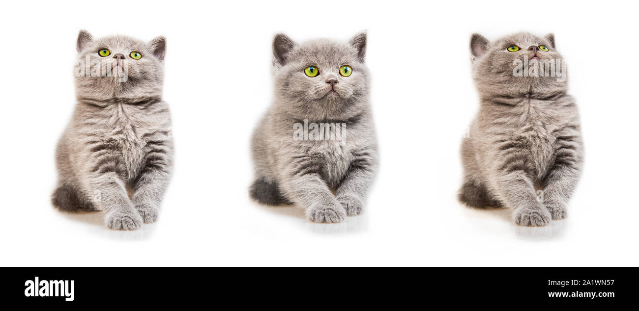 Schottische Katze auf weißem Hintergrund Stockfoto