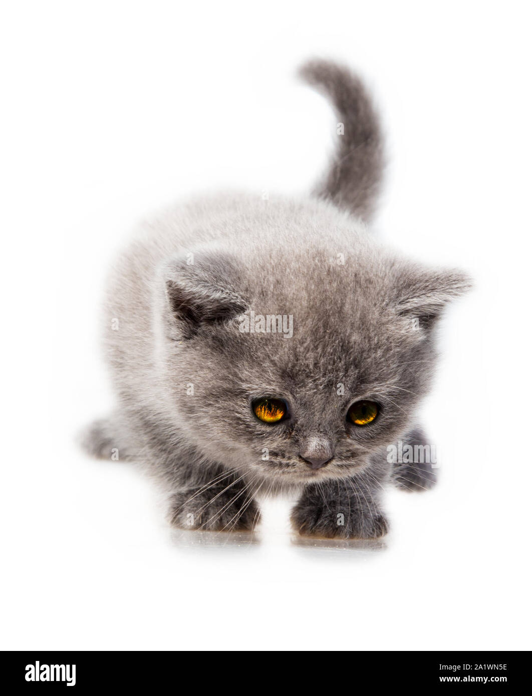 Schottische Katze auf weißem Hintergrund Stockfoto