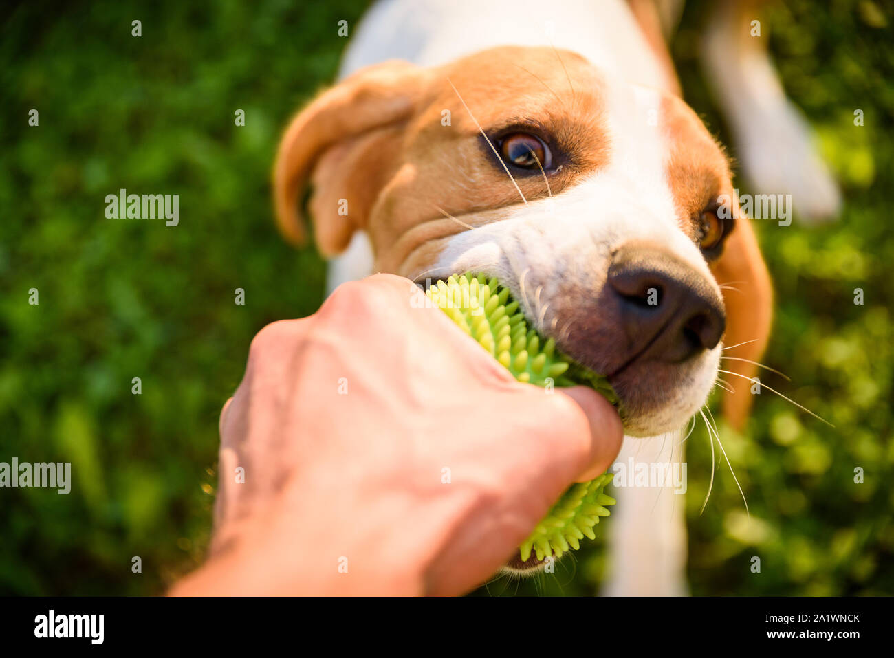 Tauziehen mit Beagle Hund auf einer Wiese im sonnigen Sommertag Stockfoto