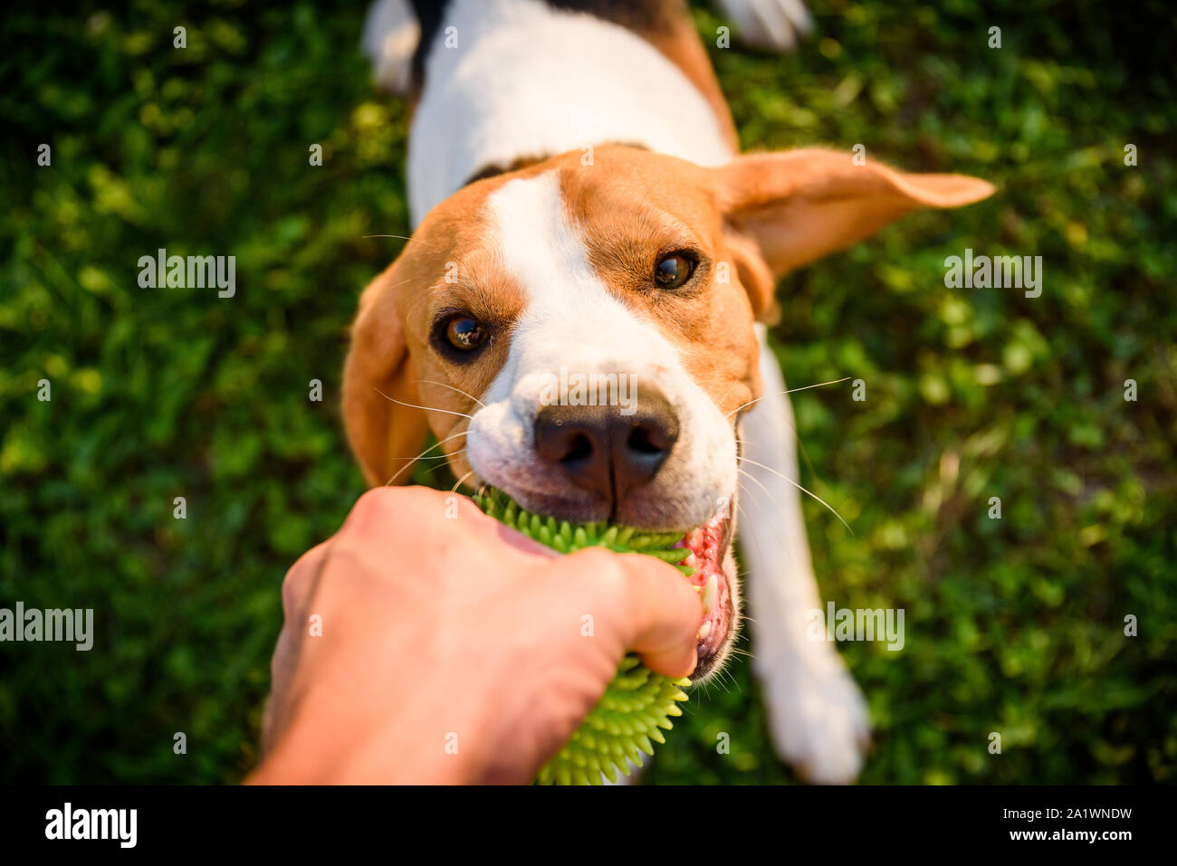 Tauziehen mit Beagle Hund auf einer Wiese im sonnigen Sommertag Stockfoto