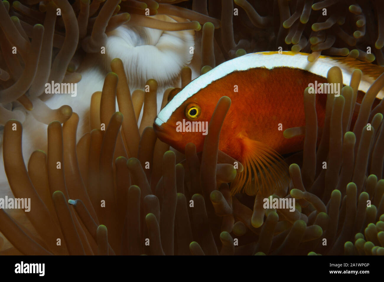 Gelbe Clownfisch (Orange Anemonenfischen, Skunk anemonenfischen) versteckt sich in der Anemone, Panglao, Philippinen Stockfoto