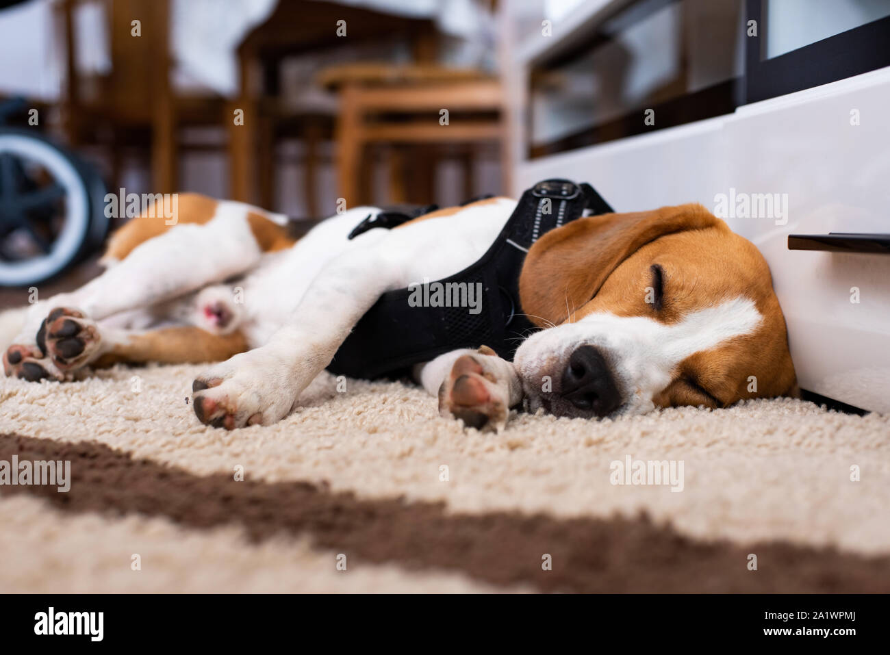 Reinrassige beagle Hund liegend auf dem Teppich im Wohnzimmer schlafen Stockfoto