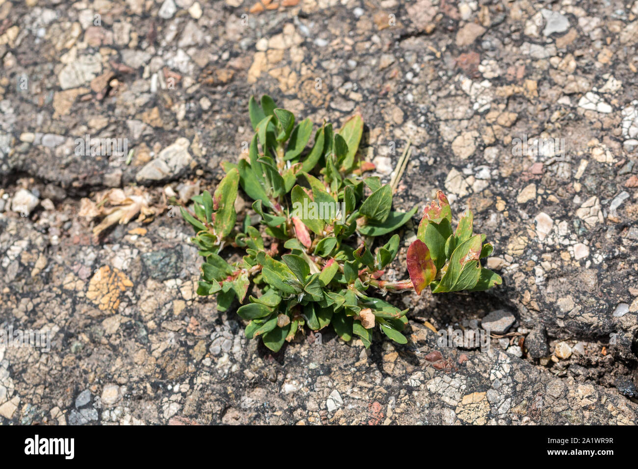 Risse im Asphalt mit Gras Stockfoto