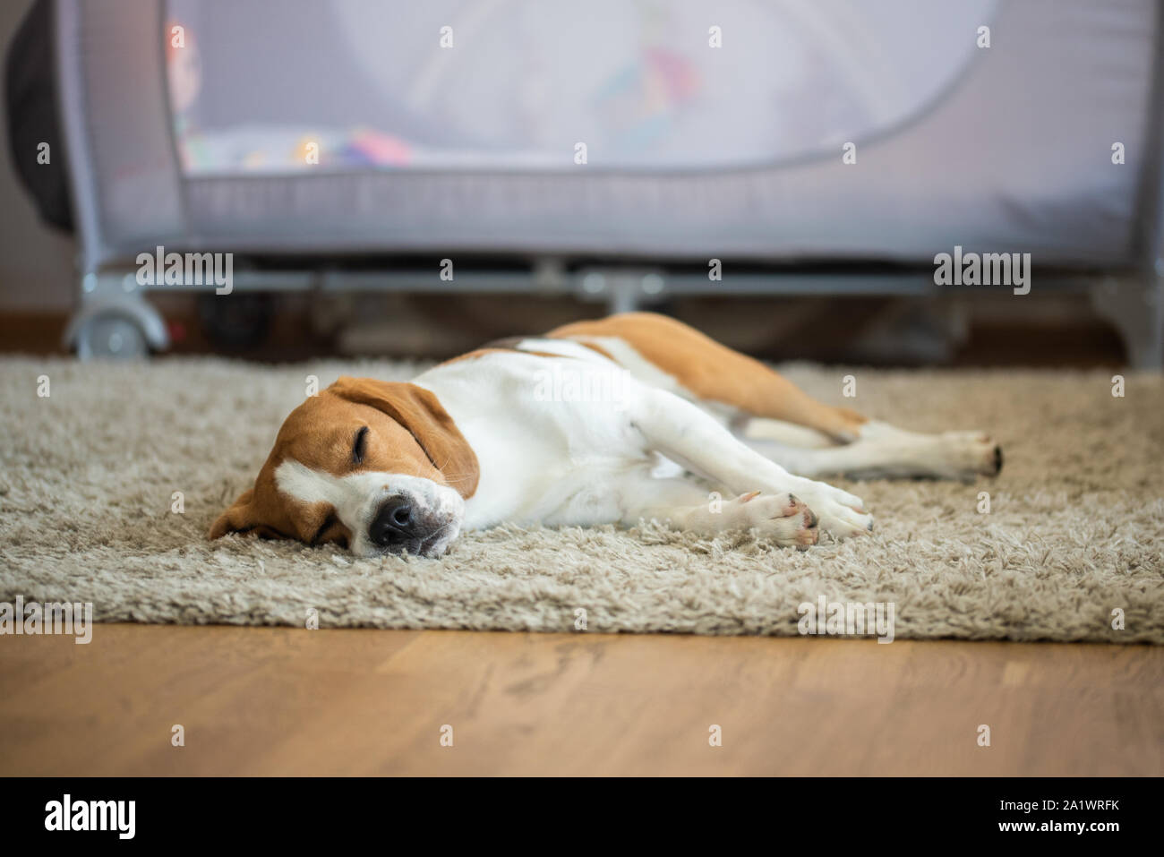 Reinrassige beagle Hund liegend auf Teppichboden im Wohnzimmer Stockfoto