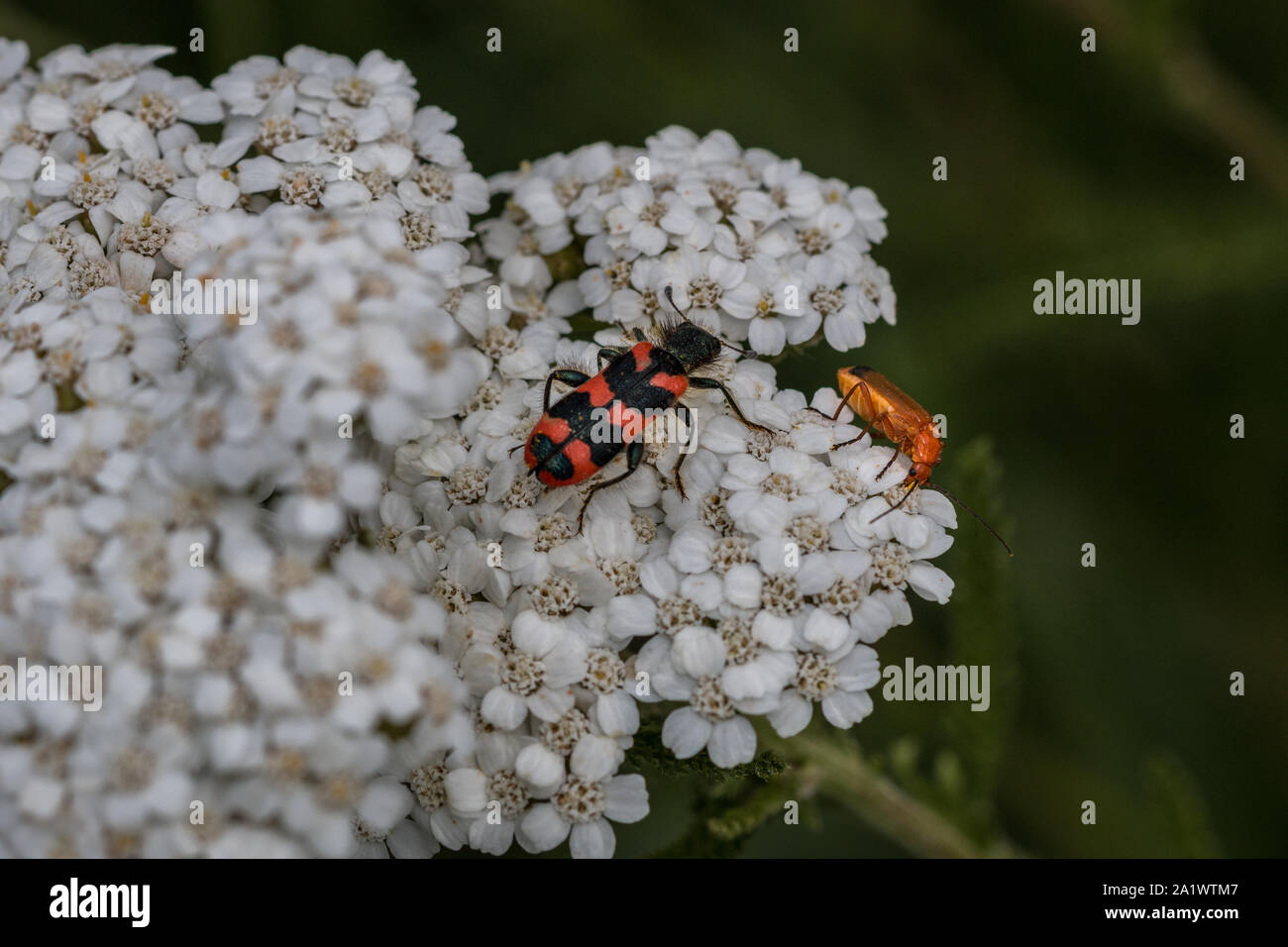 Die Ansicht der Welt winziger Käfer auf eine weiße Blume Stockfoto