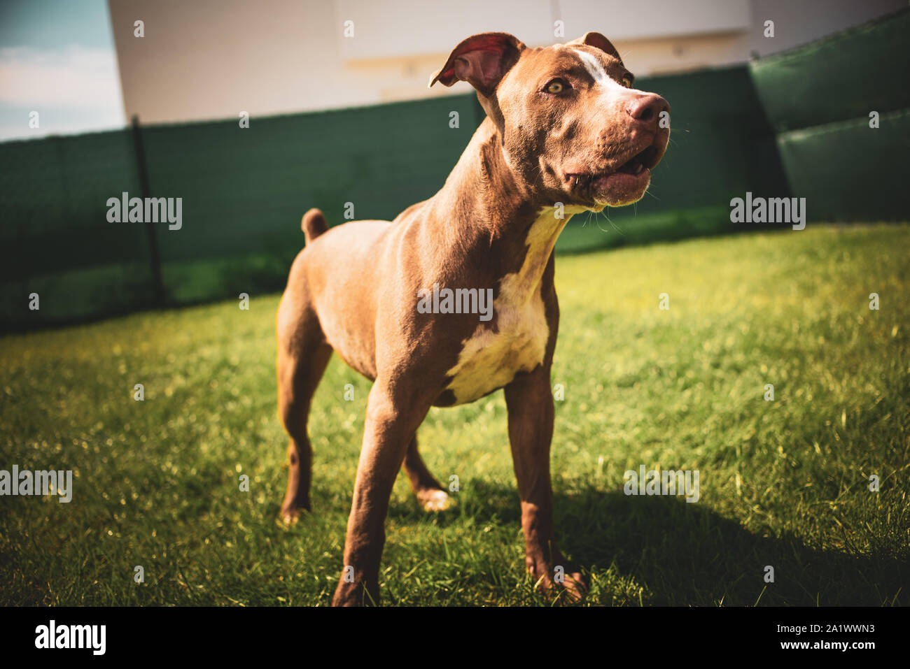 Junge Pitbull Staffordshire Bull Terrier Im Garten Steht Auf Gras Mit Schlappohren Hintergrund Stockfotografie Alamy