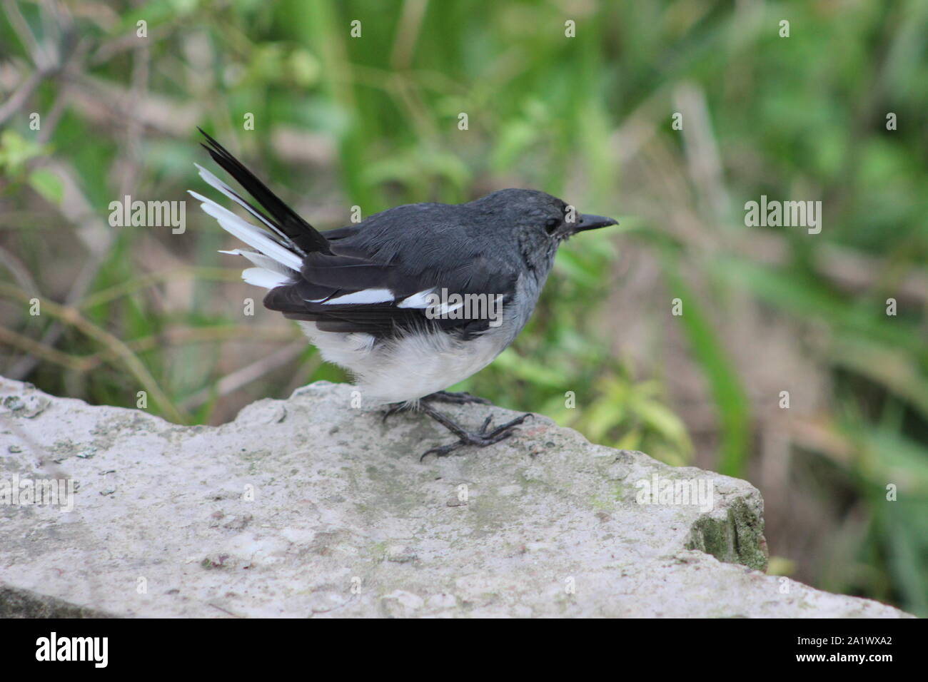 Bangladeshi bird Robin Elster Stockfoto