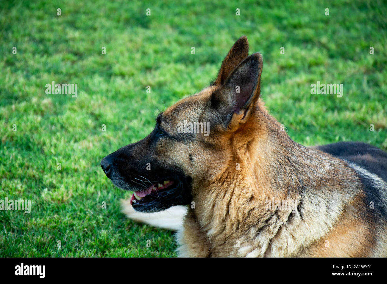 Deutscher Schäferhund zur Festlegung auf Gras Stockfoto