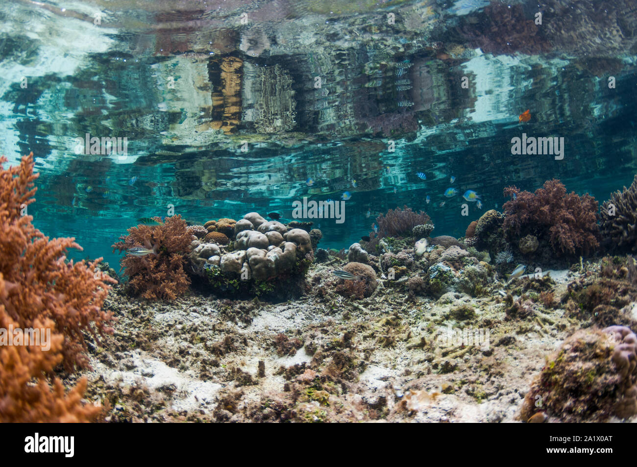 Flaches Riff in der Oberfläche reflektiert. West Papua, Indonesien. Stockfoto