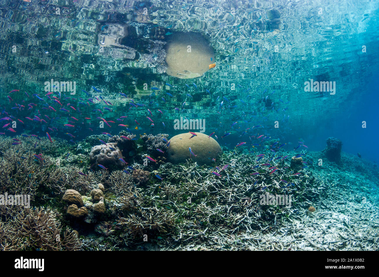 Flaches Riff in Oberfläche reflektiert. West Papua, Indonesien. Stockfoto