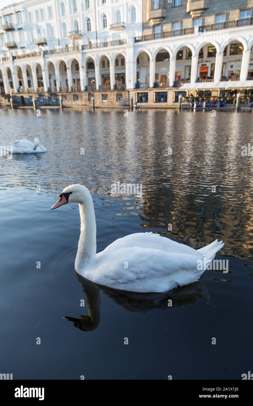 Weißer Schwan auf der Alster in Hamburg. Stockfoto