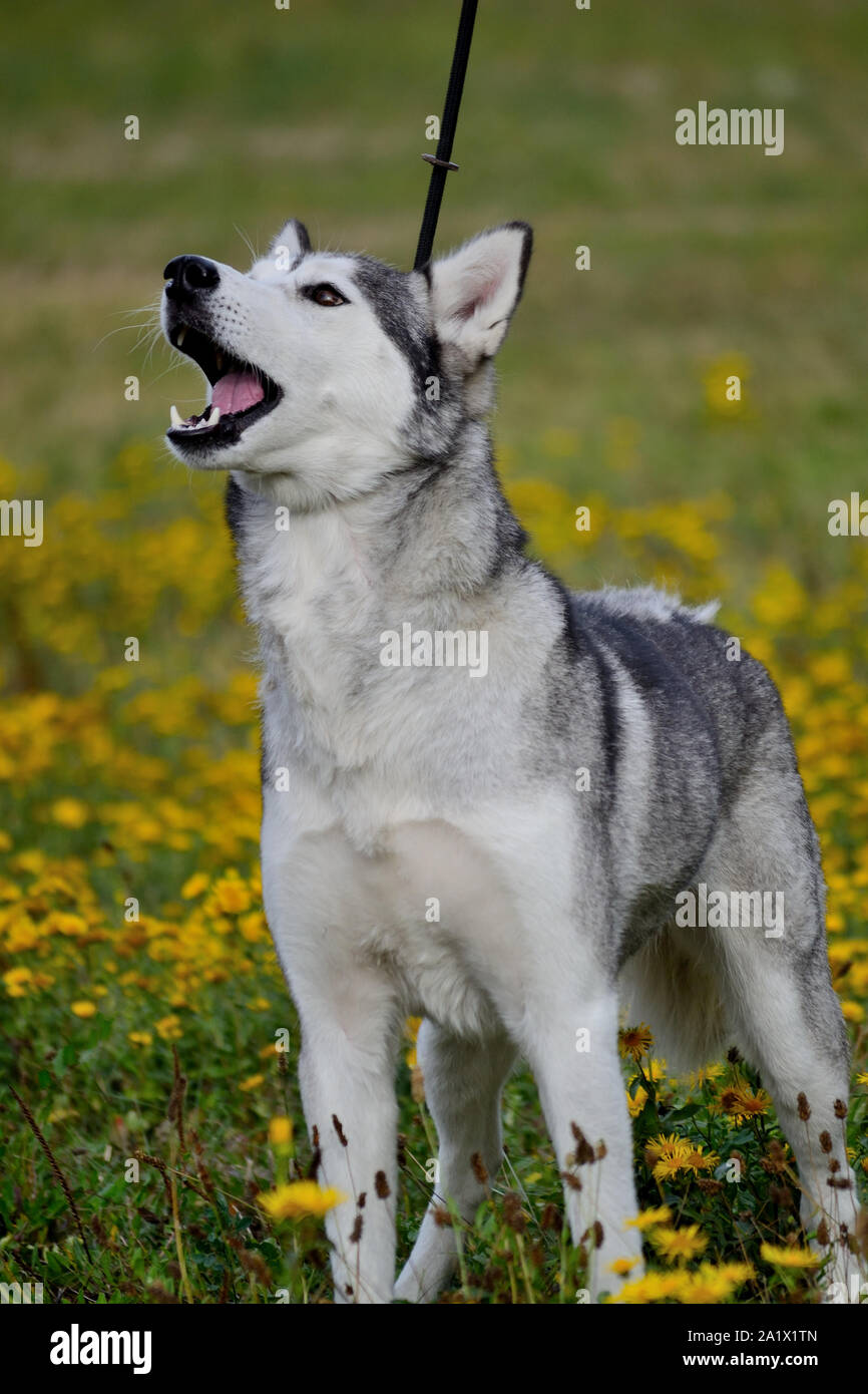 Hellgrauer und weißer weiblicher sibirischer Husky-Hund mit braunen Augen Stockfoto