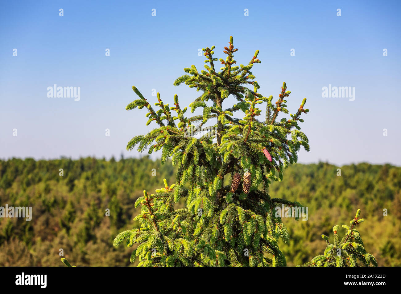 Oben im Baum Fichte Stockfoto