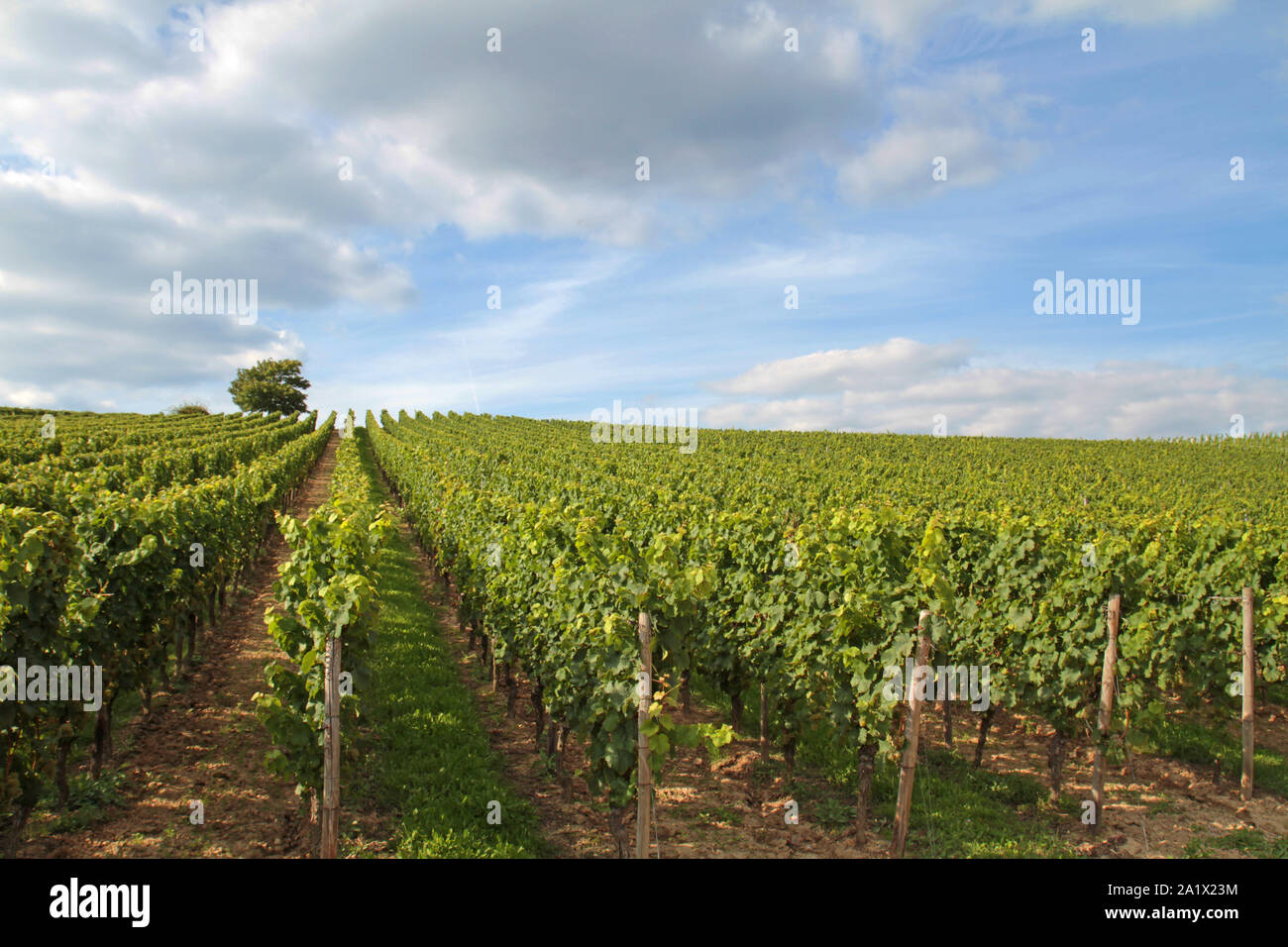 Cloudscape über sommerlich Weinbau in Deutschland Stockfoto