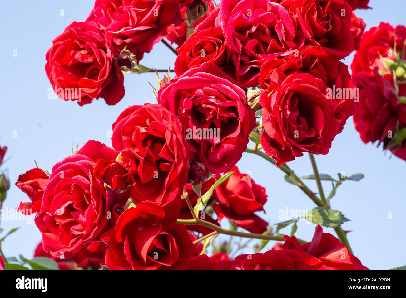 Eine Rose der Garten Stockfoto