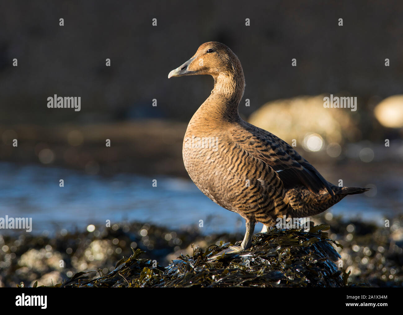 Weibliche Gemeinsame eider Enten Somateria mollissima auf das Meer in der Farne Islands Northumberland. Stockfoto