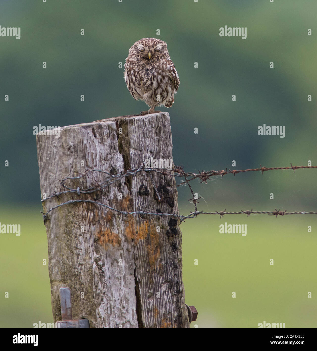 Steinkauz (Athene noctua) saß auf einer Flechte bedeckt fencepost im Peak District NP. Stockfoto