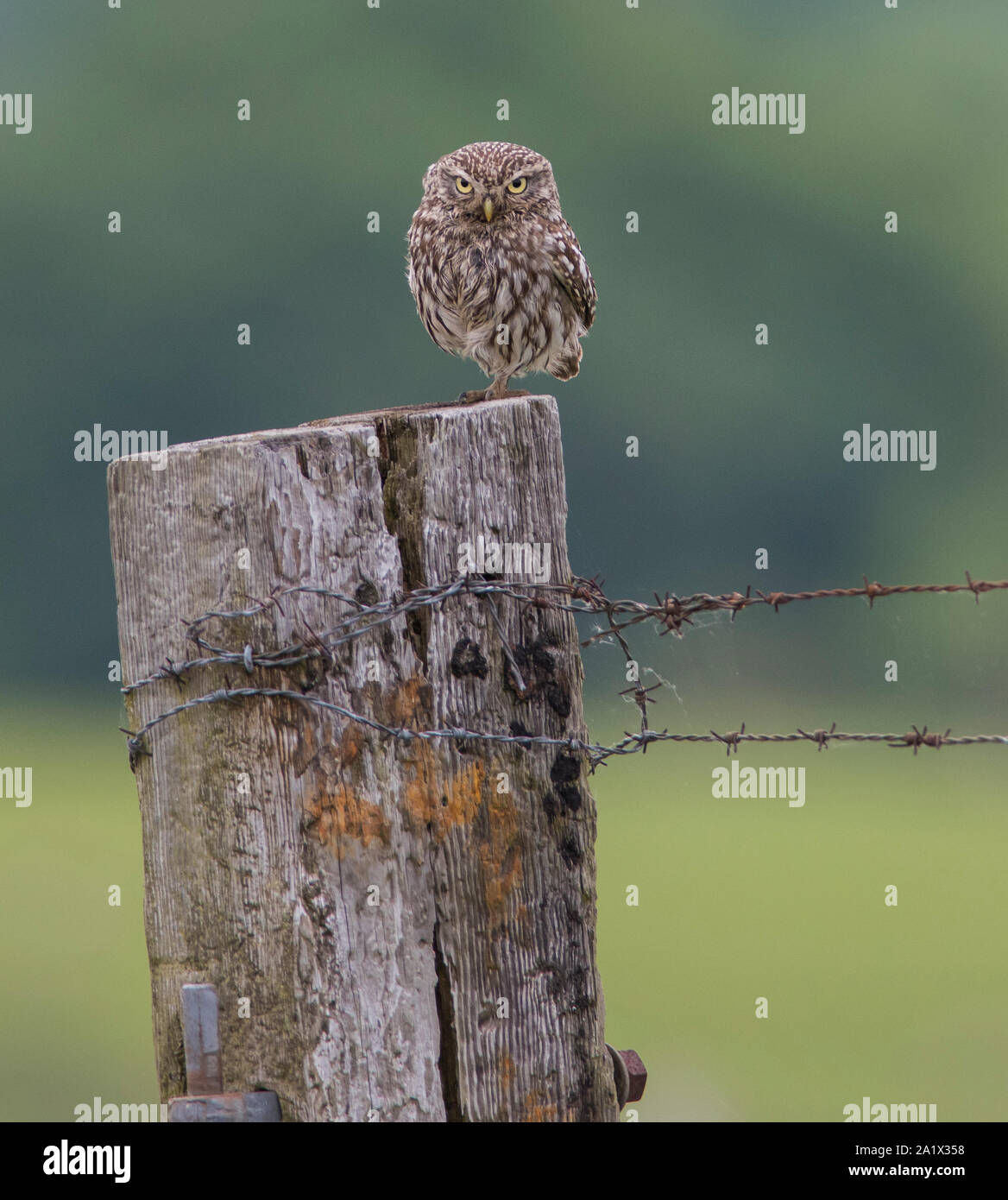 Steinkauz (Athene noctua) saß auf einer Flechte bedeckt fencepost im Peak District NP. Stockfoto