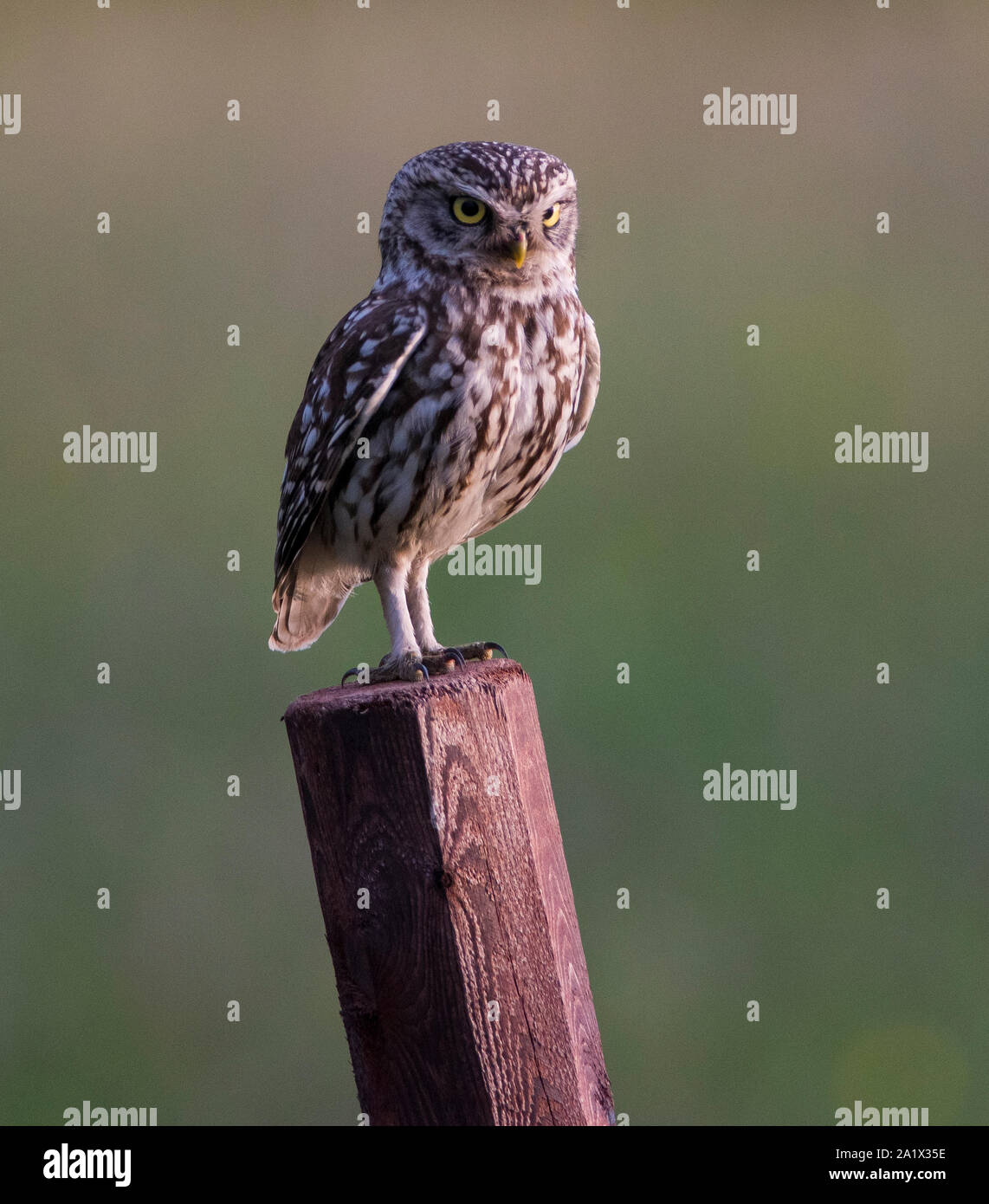 Steinkauz (Athene noctua) saß auf einem fencepost im Peak District NP. Stockfoto