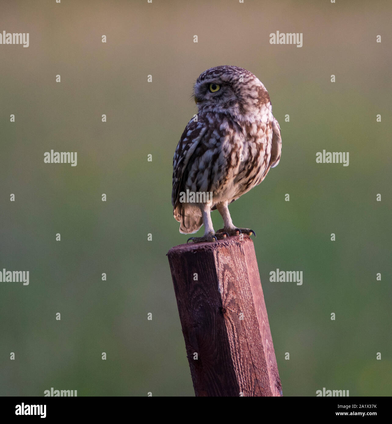 Steinkauz (Athene noctua) saß auf einem fencepost im Peak District NP. Stockfoto