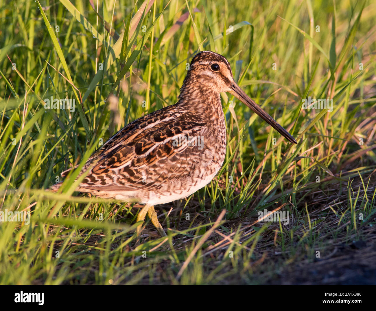 Bekassine (Gallinago gallinago) sat im Grünland im Peak District National Park, England. Stockfoto