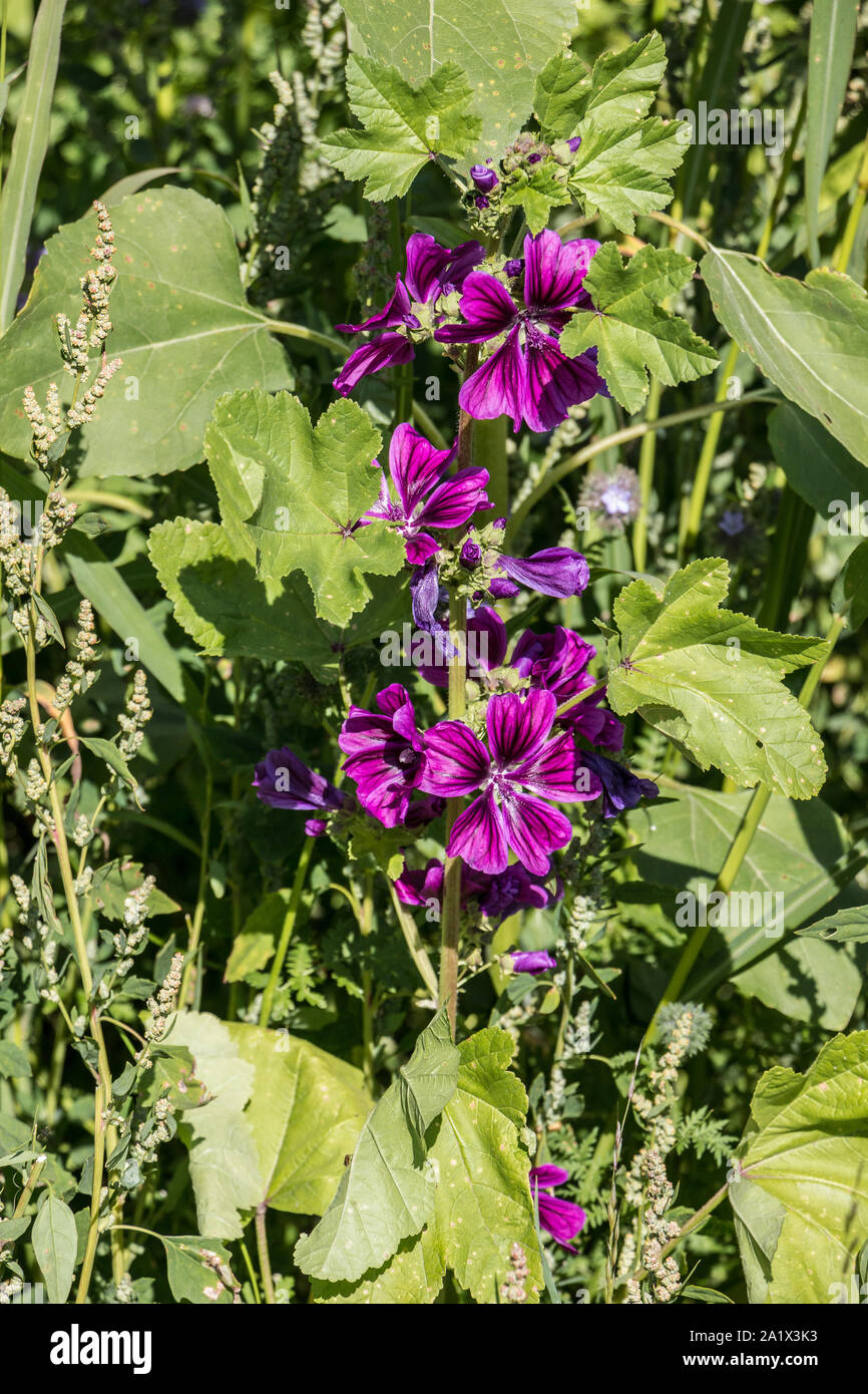 Violette Blumen auf dem großen Feld der wilden Blume Stockfoto