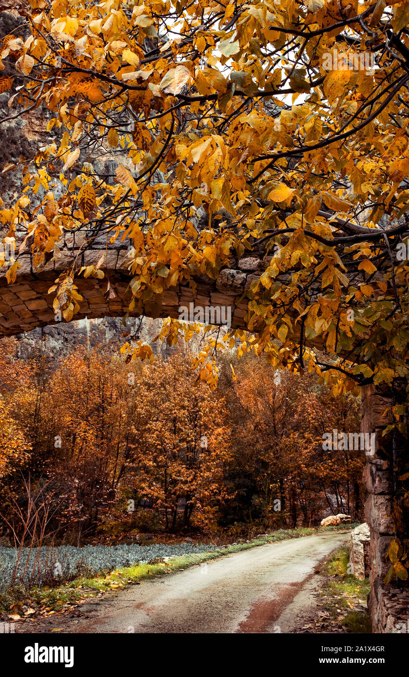 Tunnel über die bergige Straße, schöne Bäume mit goldenen Blätter, Schönheit der Herbstsaison abgedeckt Stockfoto