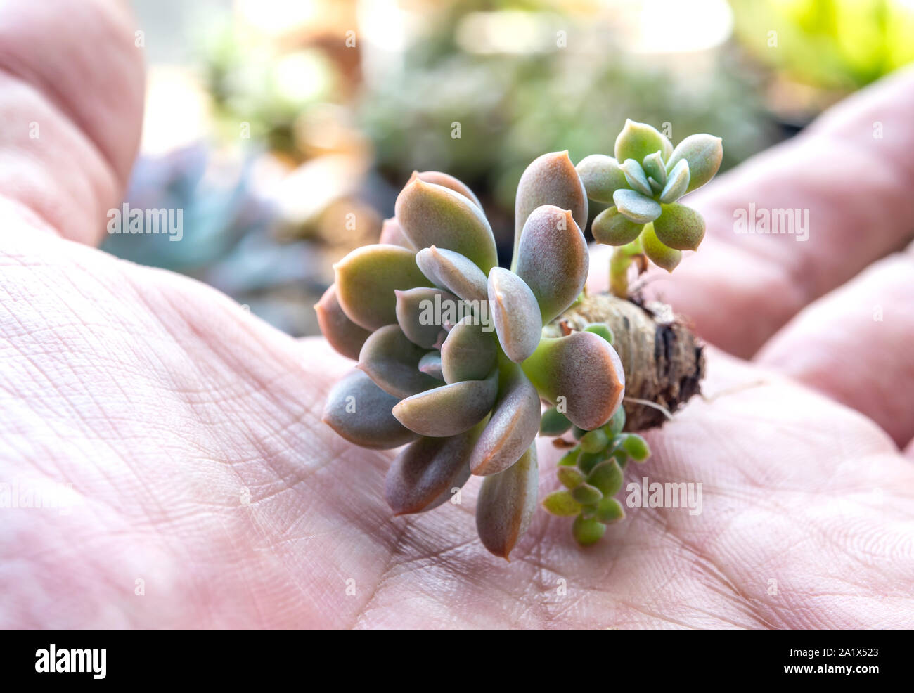 Sedum pachyphyllum Blätter wie Finger