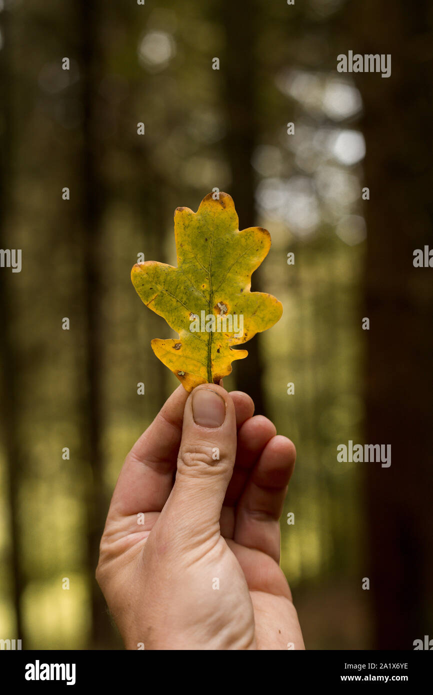 Gelbe Eichenlaub in einer Hand im Herbst statt Stockfoto