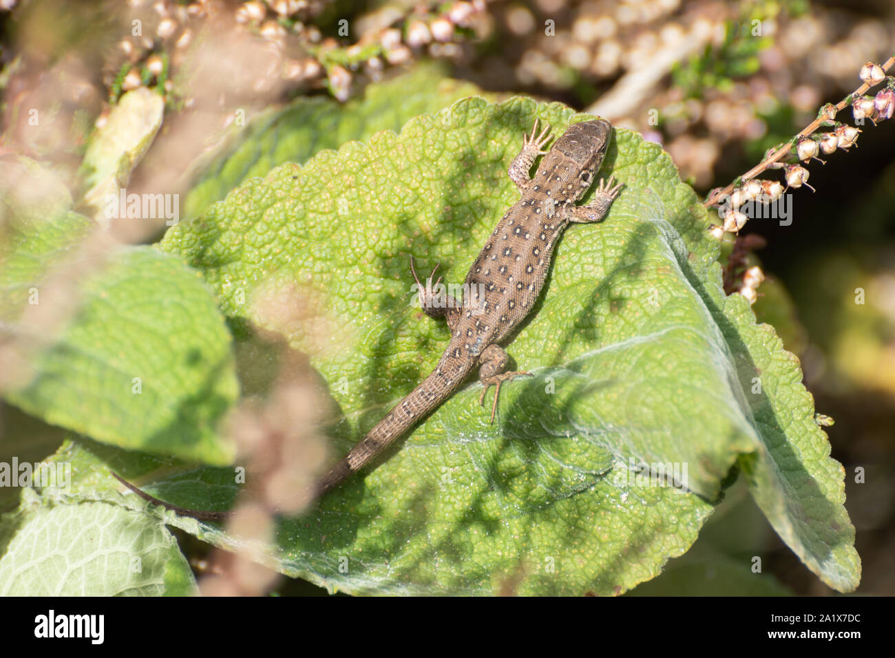 Junge Zauneidechse (Lacerta agilis) Hatchling" an einem Surrey Heide Ort, Aalen in der Sonne auf ein Blatt, Großbritannien Stockfoto