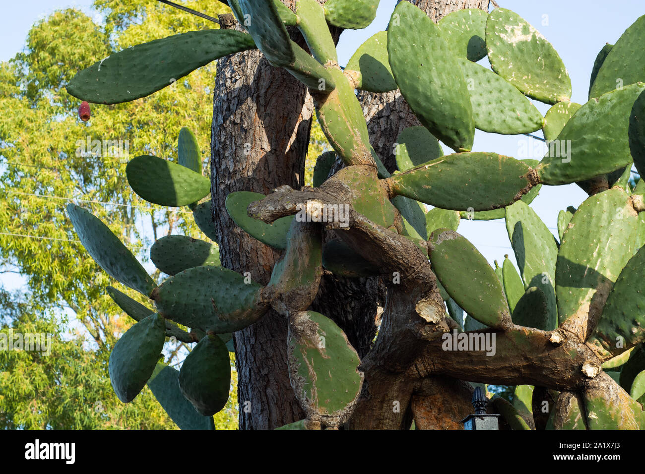 Opuntia Kakteen. Kreative Gestaltung. Minimal Style noch leben. Stockfoto