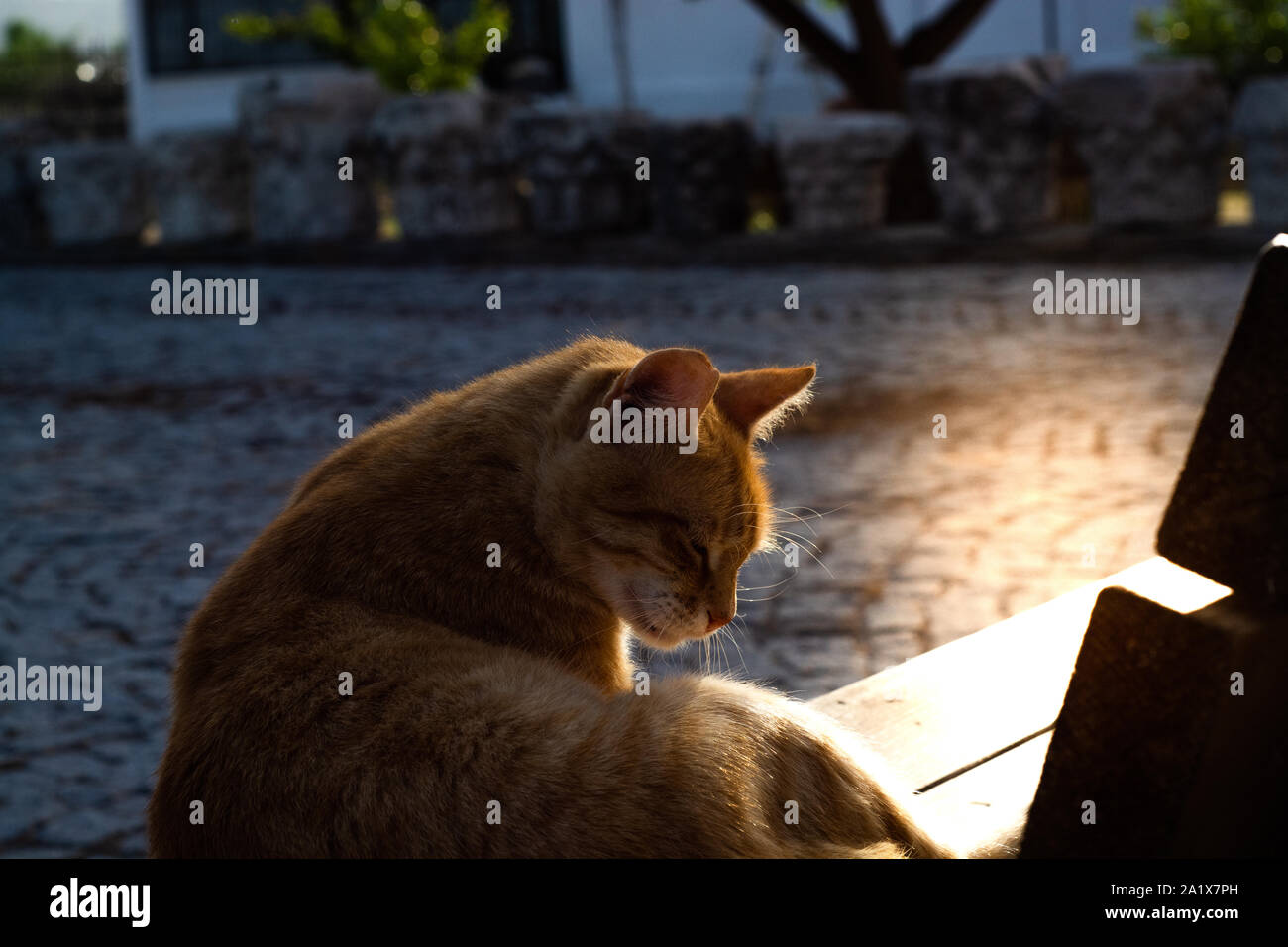 Orange Katze dreht sich nach links und am Morgen die Sonne Stockfoto