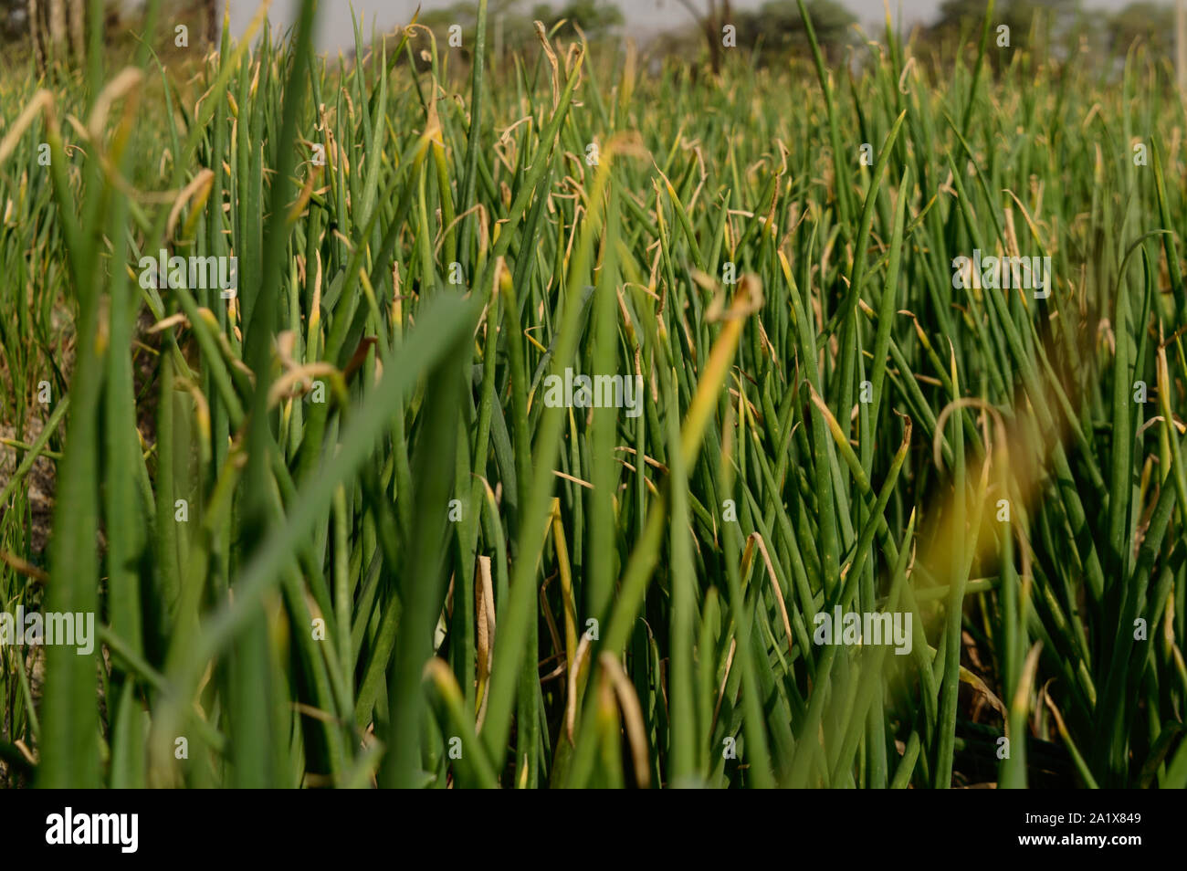 Bereich der indischen Zwiebel anlage Low Angle View closeup erschossen. Stockfoto