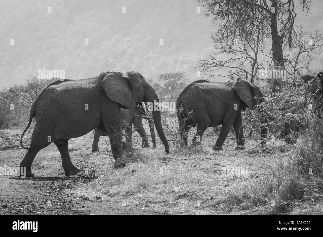 Elefanten im Krüger Nationalpark, Südafrika Stockfoto
