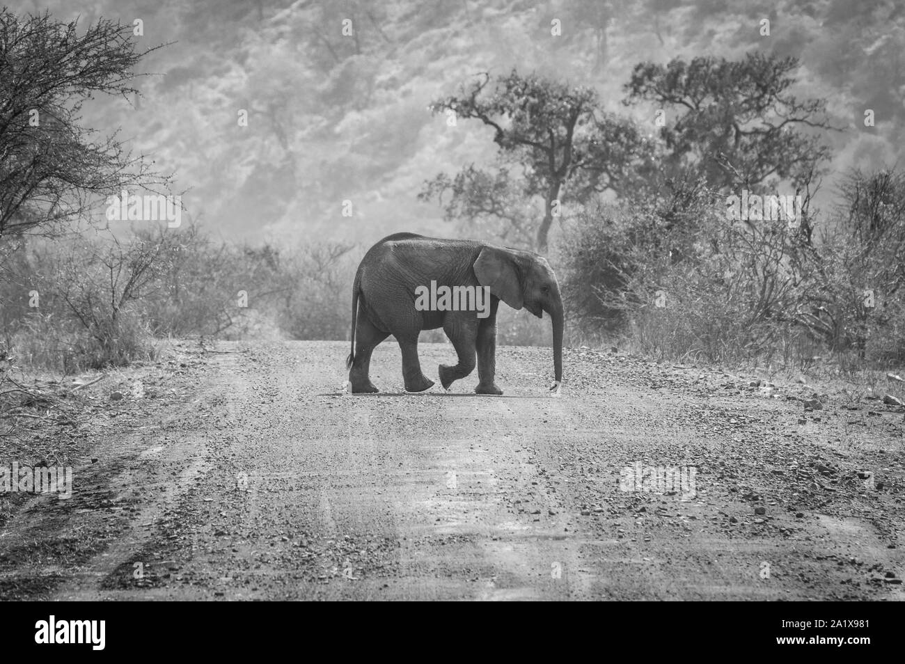 Elefanten im Krüger Nationalpark, Südafrika Stockfoto