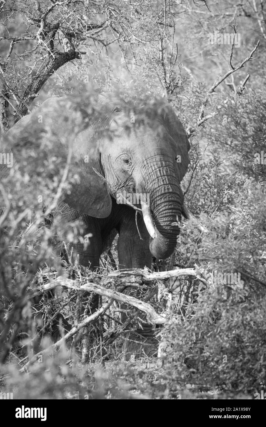 Elefanten im Krüger Nationalpark, Südafrika Stockfoto