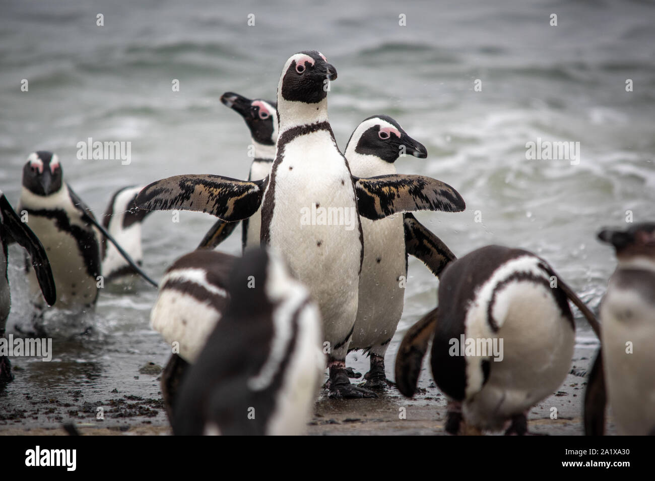 Pinguine am Strand in Kapstadt, Südafrika Stockfoto