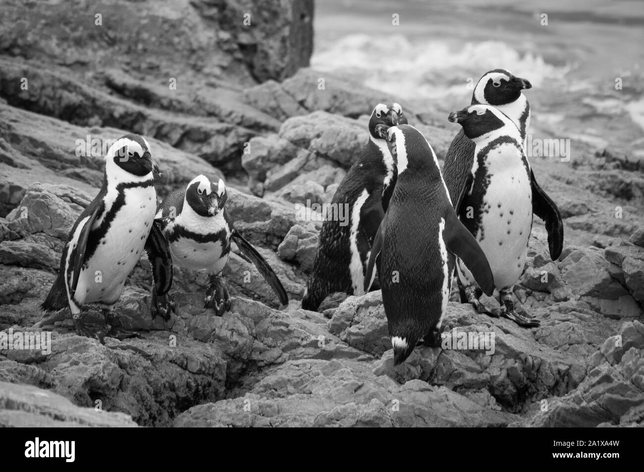 Pinguine am Strand in Kapstadt, Südafrika Stockfoto
